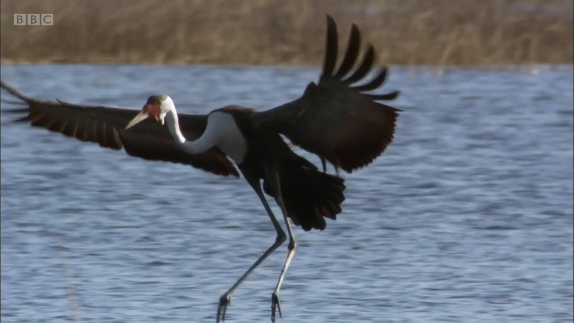 Wattled crane (Grus carunculata) as shown in Planet Earth - From Pole to Pole